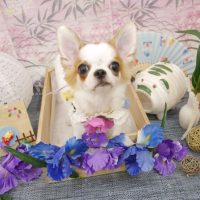 【池下店】2019年8月26日のワンちゃん達♪