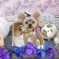 【池下店】2019年8月28日のワンちゃん達♪