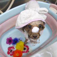 【池下店】2019年8月29日のワンちゃん達♪