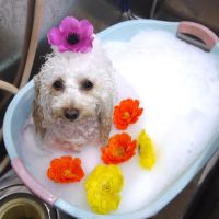 【池下店】2019年8月31日のワンちゃん達♪