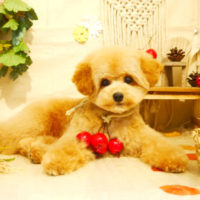 【本店】2019年9月2日のワンちゃん達♪