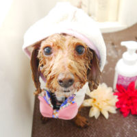 【本店】2019年9月4日のワンちゃん達♪