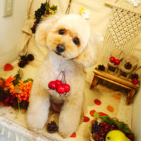 【本店】2019年9月5日のワンちゃん達♪