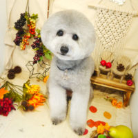 【本店】2019年9月7日のワンちゃん達♪