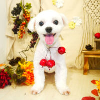 【本店】2019年9月8日のワンちゃん達♪