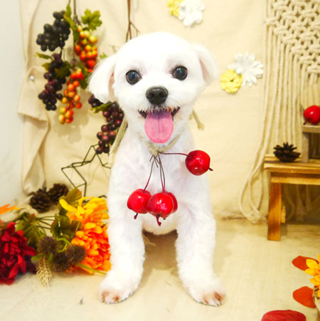 【本店】2019年9月8日のワンちゃん達♪