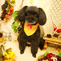 【本店】2019年9月9日のワンちゃん達♪