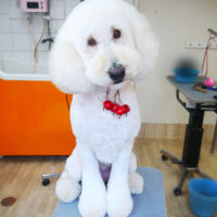 【本店】2019年9月12日のワンちゃん達♪