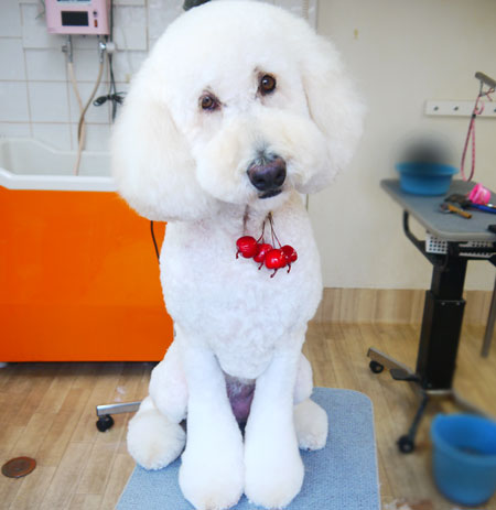 【本店】2019年9月12日のワンちゃん達♪