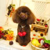 【本店】2019年9月13日のワンちゃん達♪