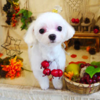 【本店】2019年9月14日のワンちゃん達♪