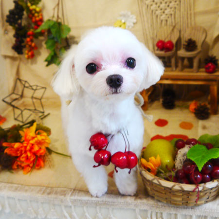 【本店】2019年9月14日のワンちゃん達♪