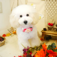 【本店】2019年9月15日のワンちゃん達♪