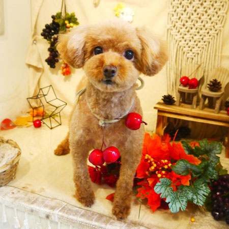 【本店】2019年9月16日のワンちゃん達♪