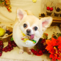 【本店】2019年9月18日のワンちゃん達♪