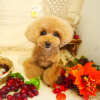 【本店】2019年9月19日のワンちゃん達♪