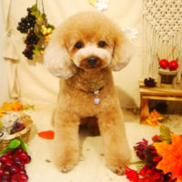 【本店】2019年9月20日のワンちゃん達♪