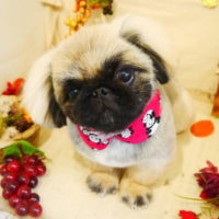 【本店】2019年9月21日のワンちゃん達♪