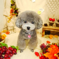 【本店】2019年9月22日のワンちゃん達♪