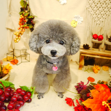 【本店】2019年9月22日のワンちゃん達♪