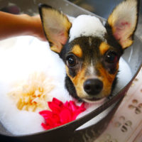 【本店】2019年9月23日のワンちゃん達♪