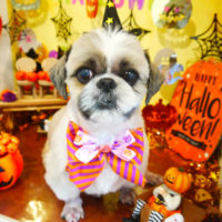 【本店】2019年9月25日のワンちゃん達♪