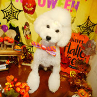 【本店】2019年9月26日のワンちゃん達♪