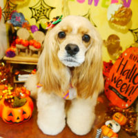 【本店】2019年9月27日のワンちゃん達♪