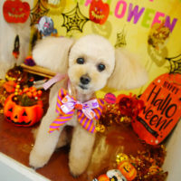 【本店】2019年9月28日のワンちゃん達♪