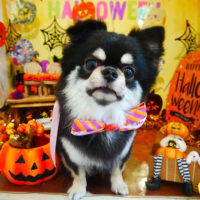 【本店】2019年9月29日のワンちゃん達♪