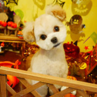 【本店】2019年9月30日のワンちゃん達♪