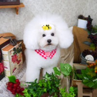 【山手店】2019年9月1日のワンちゃん達♪