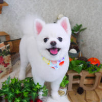 【山手店】2019年9月2日のワンちゃん達♪