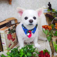 【山手店】2019年9月5日のワンちゃん達♪