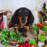 【山手店】2019年9月6日のワンちゃん達♪