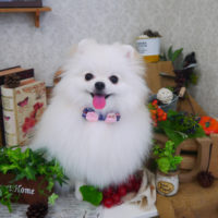 【山手店】2019年9月8日のワンちゃん達♪