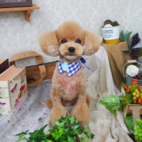 【山手店】2019年9月9日のワンちゃん達♪