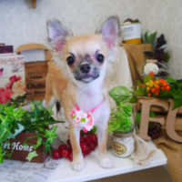 【山手店】2019年9月12日のワンちゃん達♪