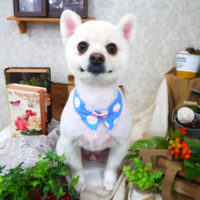 【山手店】2019年9月13日のワンちゃん達♪