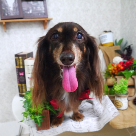 【山手店】2019年9月14日のワンちゃん達♪