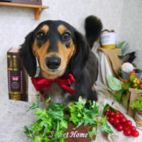 【山手店】2019年9月15日のワンちゃん達♪