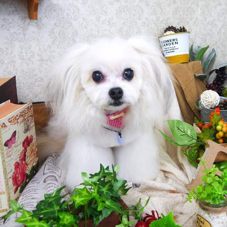 【山手店】2019年9月16日のワンちゃん達♪