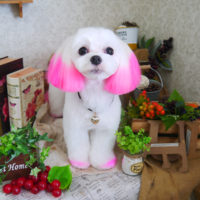 【山手店】2019年9月19日のワンちゃん達♪