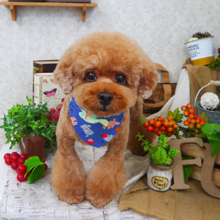 【山手店】2019年9月20日のワンちゃん達♪