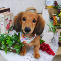 【山手店】2019年9月22日のワンちゃん達♪