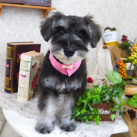 【山手店】2019年9月23日のワンちゃん達♪