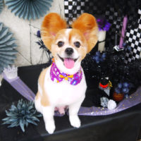 【山手店】2019年9月25日のワンちゃん達♪