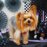 【山手店】2019年9月26日のワンちゃん達♪