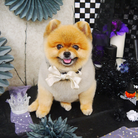 【山手店】2019年9月27日のワンちゃん達♪