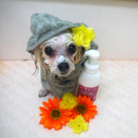 【山手店】2019年9月29日のワンちゃん達♪